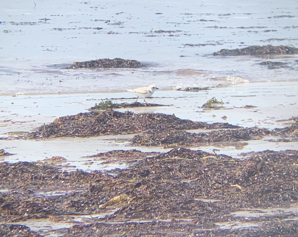 Piping Plover - ML362865481