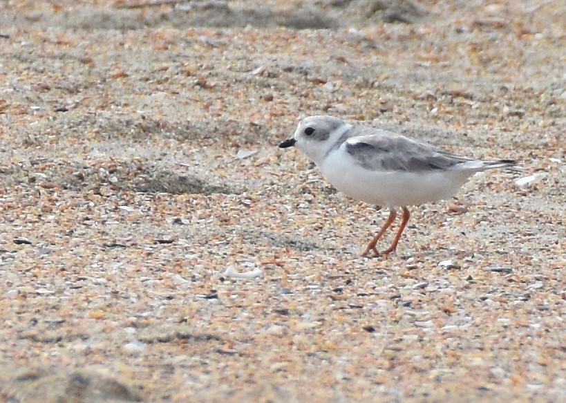 Piping Plover - ML362866361
