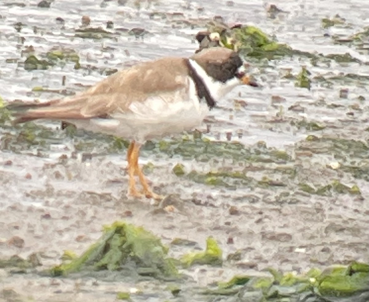 Semipalmated Plover - ML362867341
