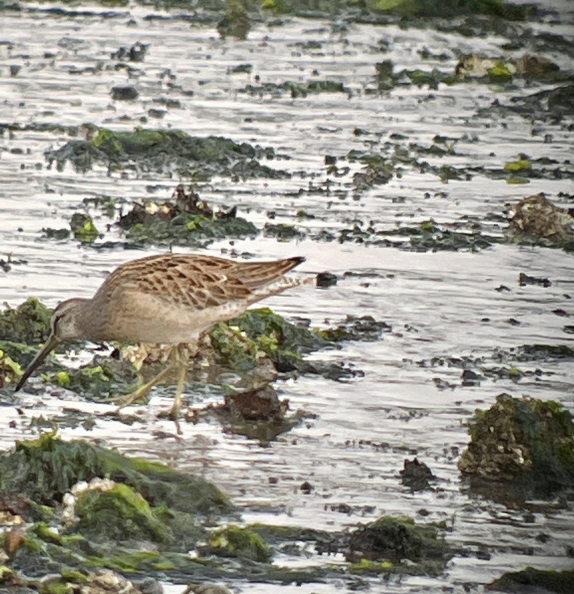 Short-billed Dowitcher - ML362867531