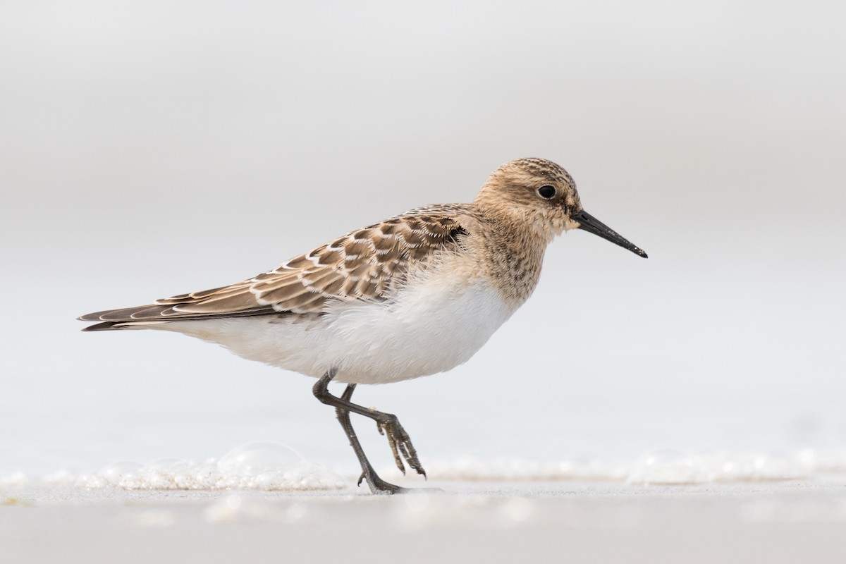 Baird's Sandpiper - Steven McGrath