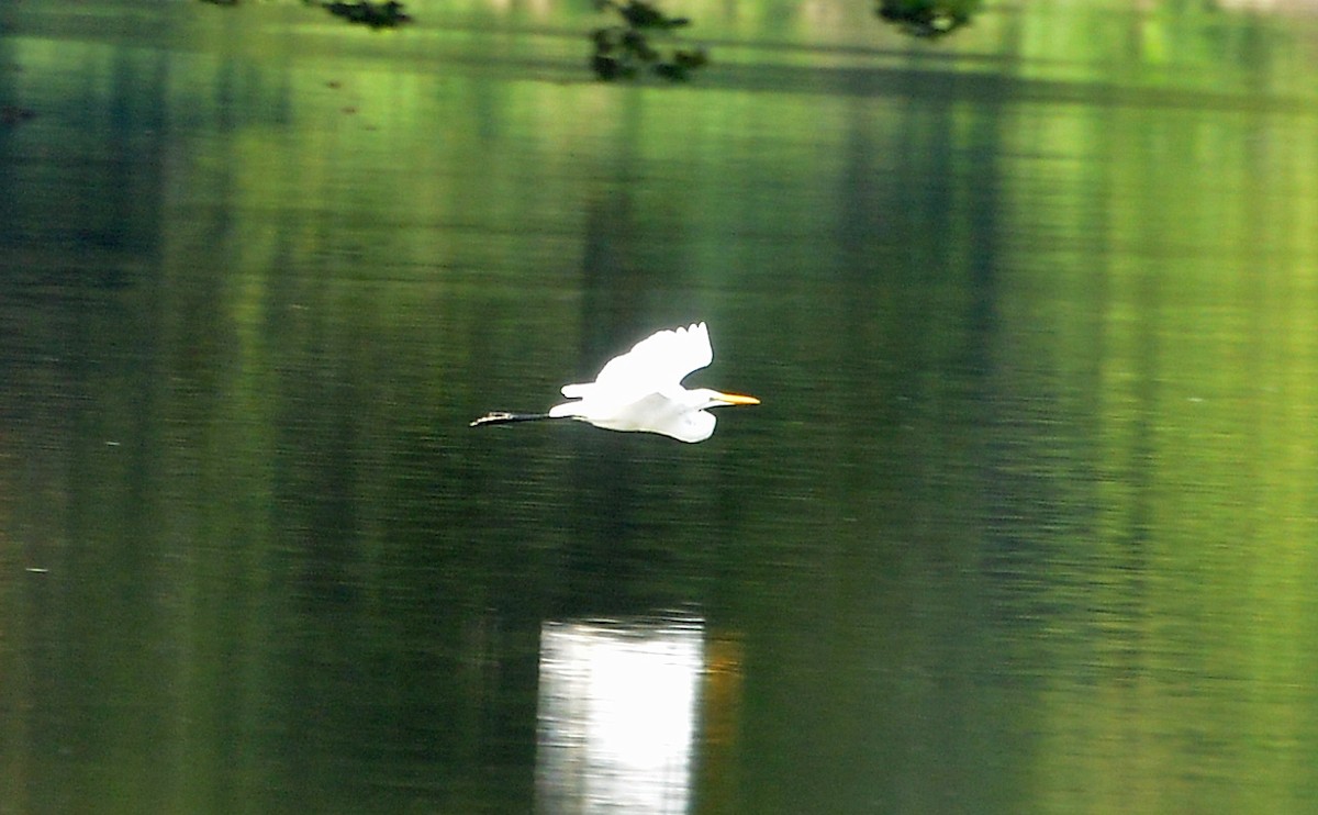 Great Egret - ML362869041