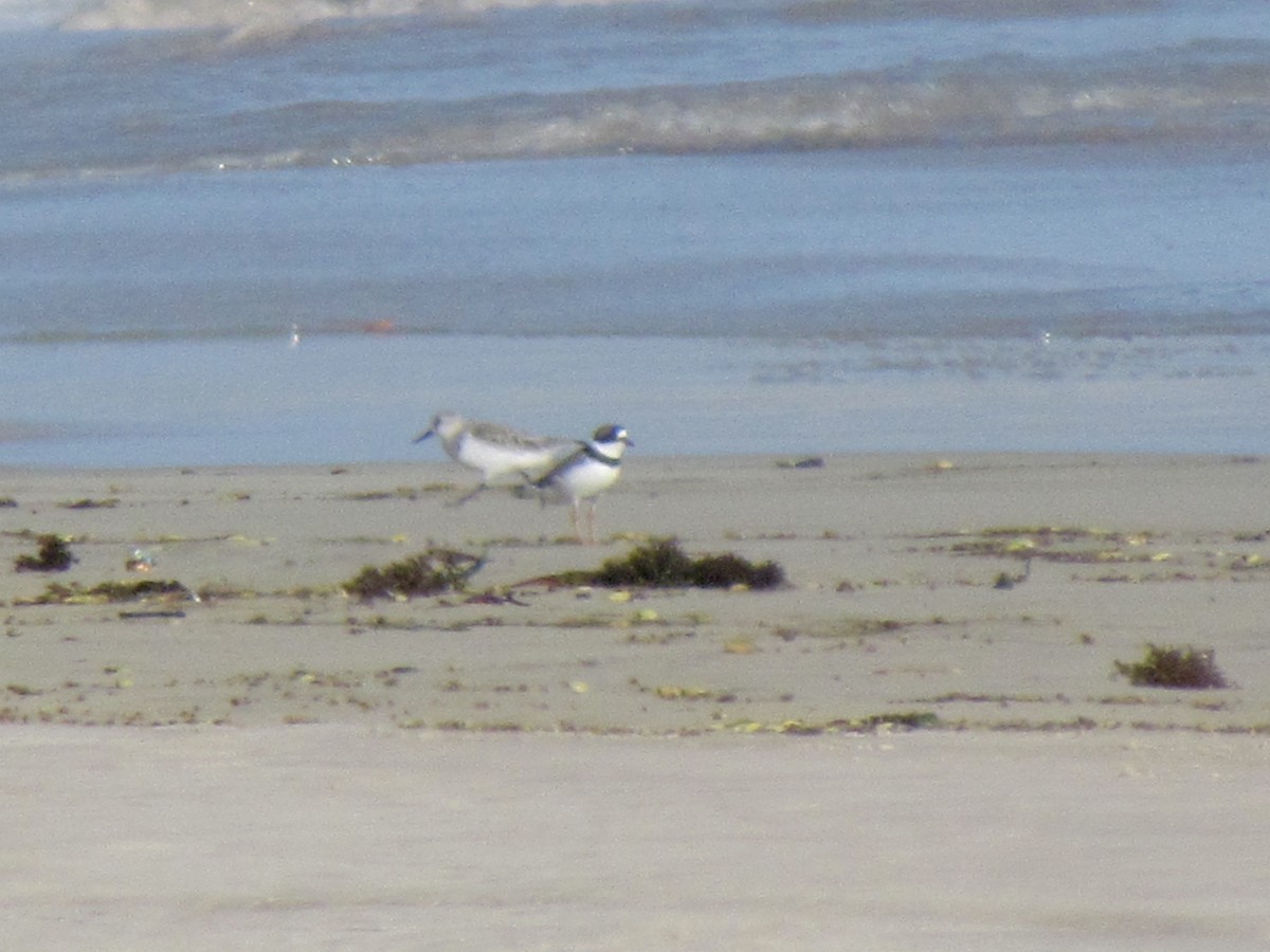 Semipalmated Plover - ML362869581