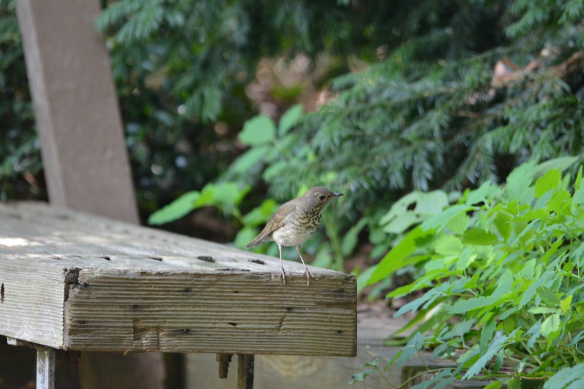 Gray-cheeked Thrush - ML36287181