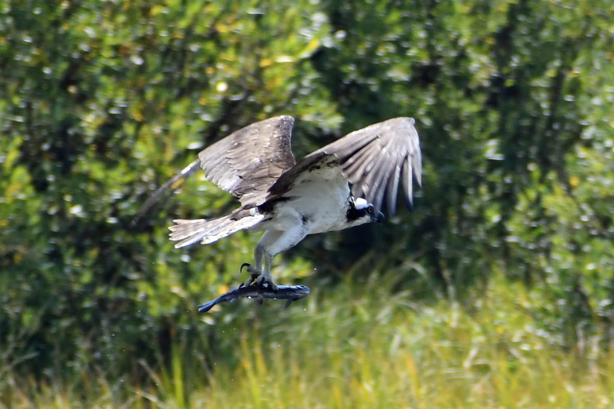 Balbuzard pêcheur - ML362871971