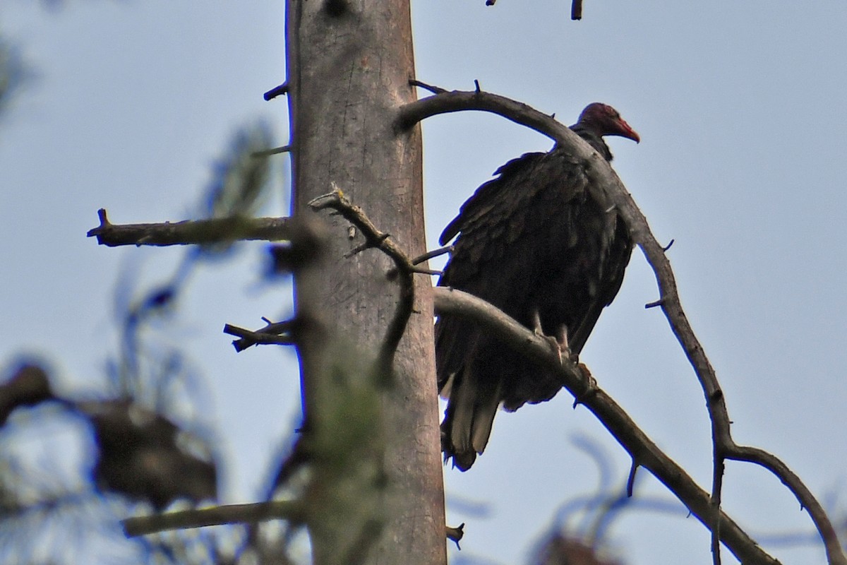 Turkey Vulture - Steve Hawes