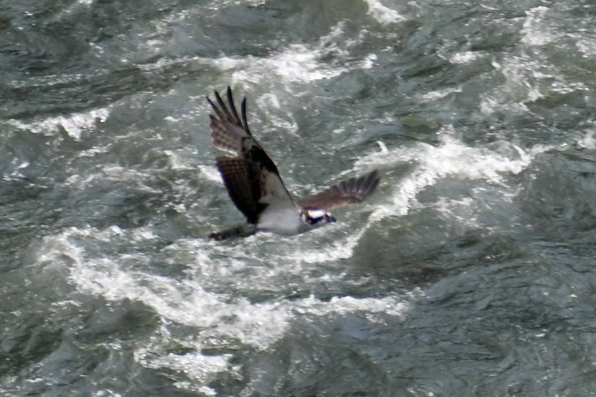 Balbuzard pêcheur - ML362874821