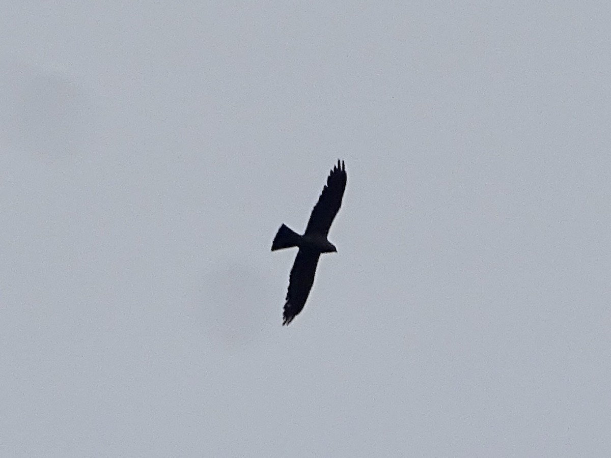 Mississippi Kite - ML362875251