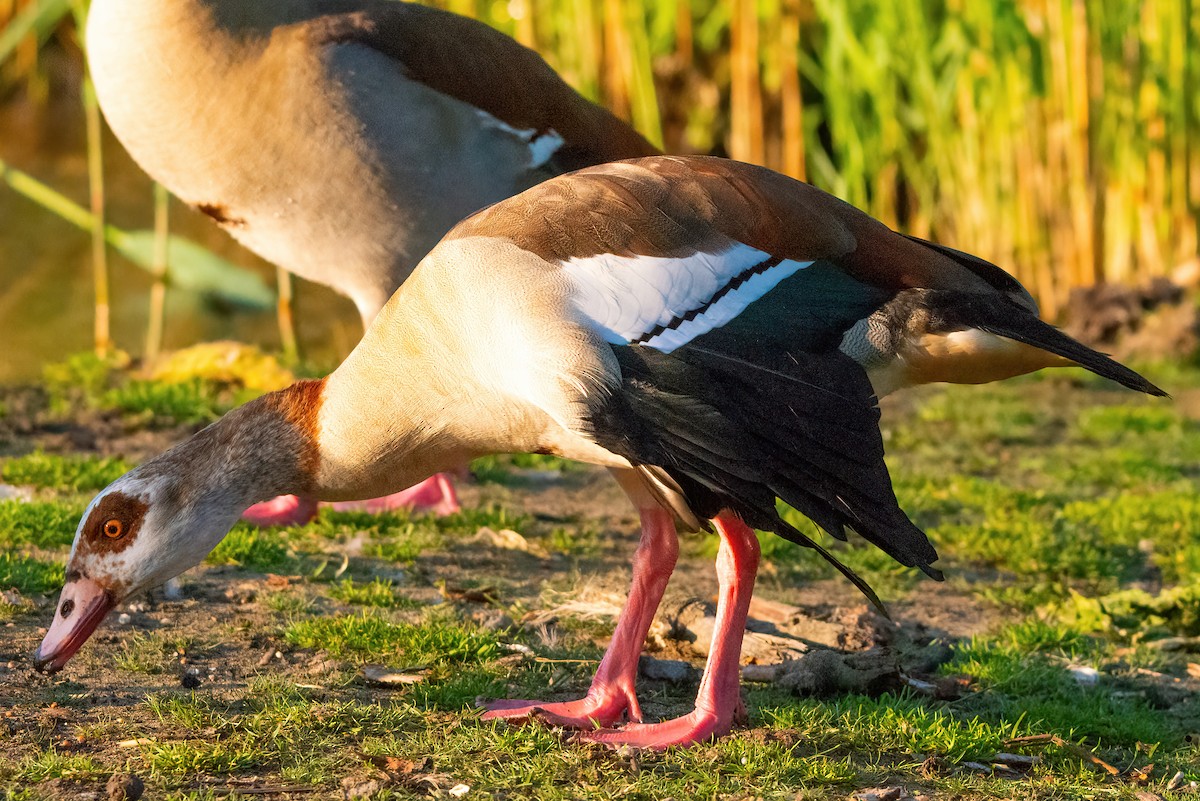 Egyptian Goose - ML362876831