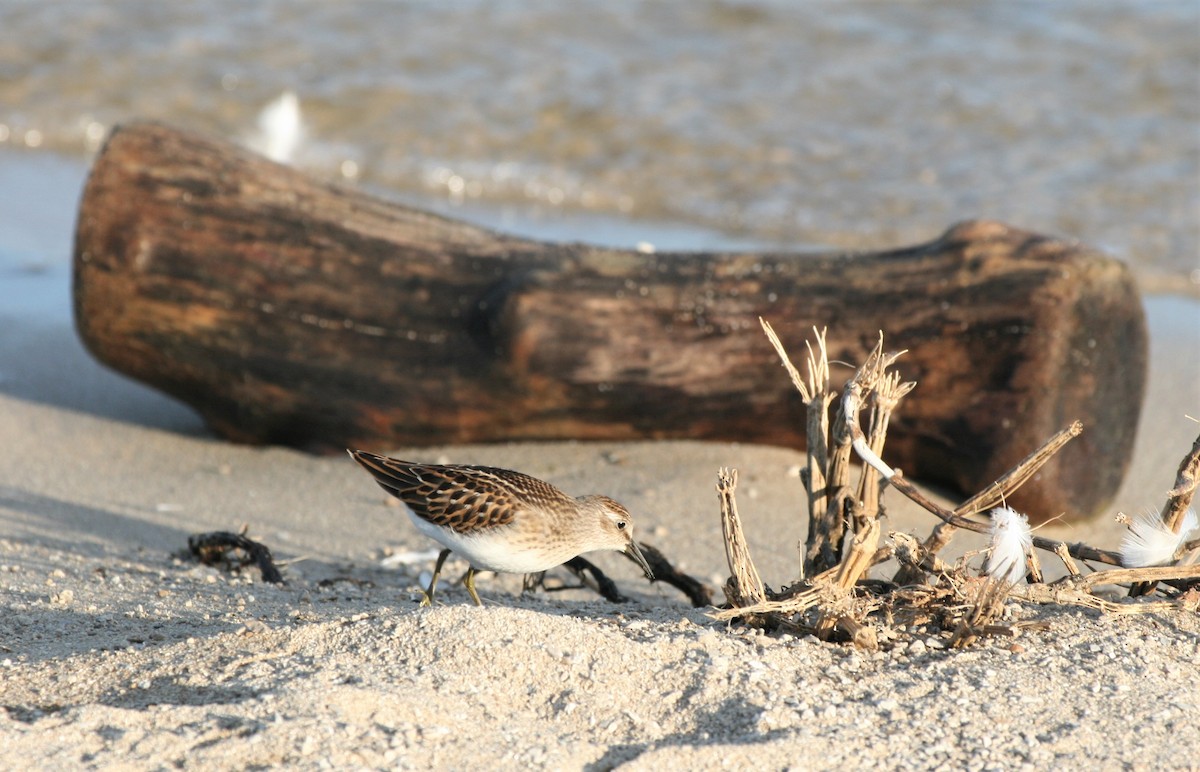 Least Sandpiper - ML362878601