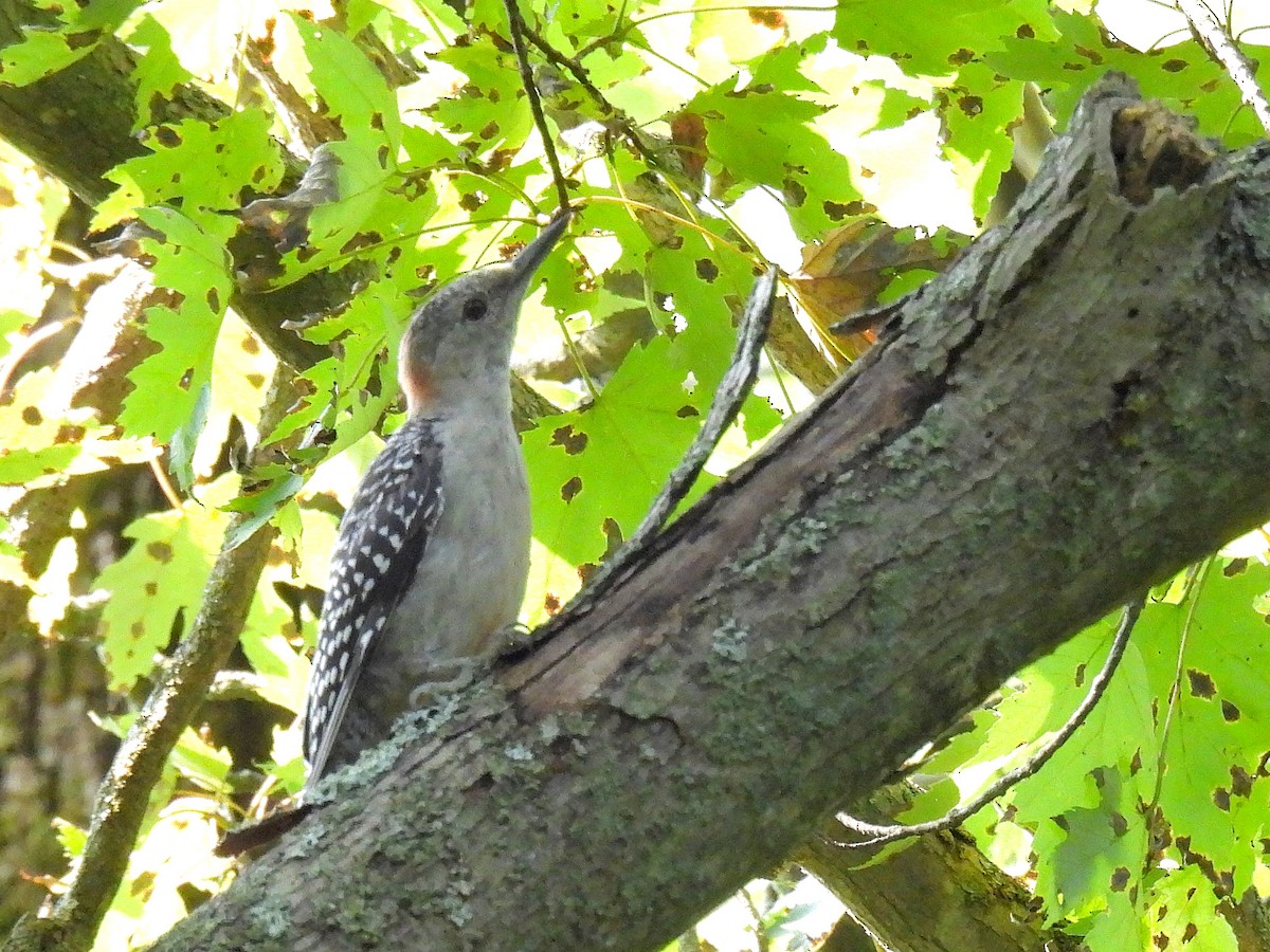 Red-bellied Woodpecker - ML362879401