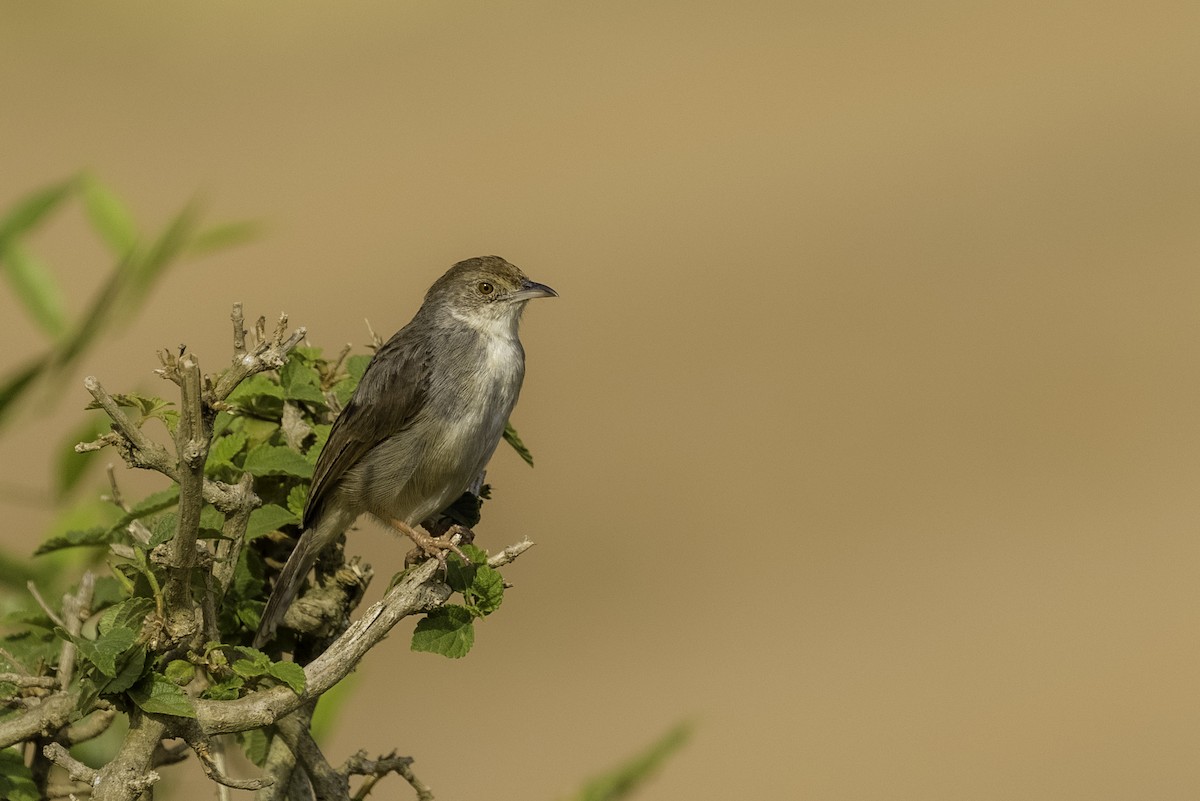 Trilling Cisticola - Peter Gottschling