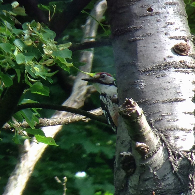 White-backed Woodpecker - ML362880271