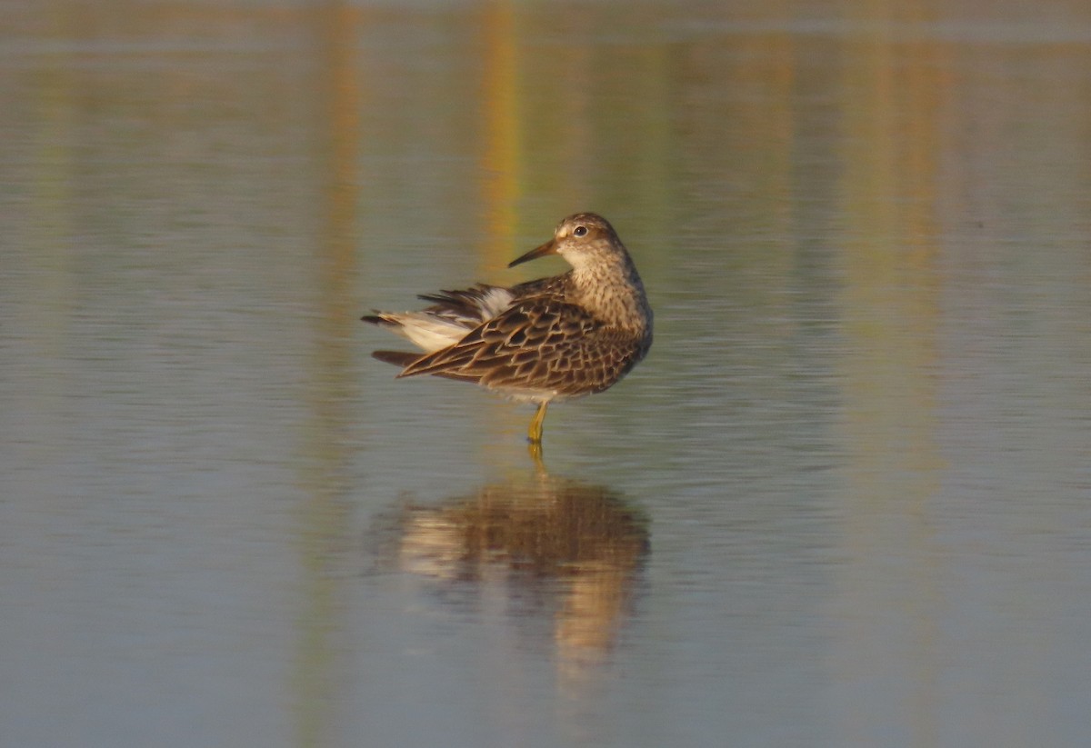 Pectoral Sandpiper - Sam Cooper