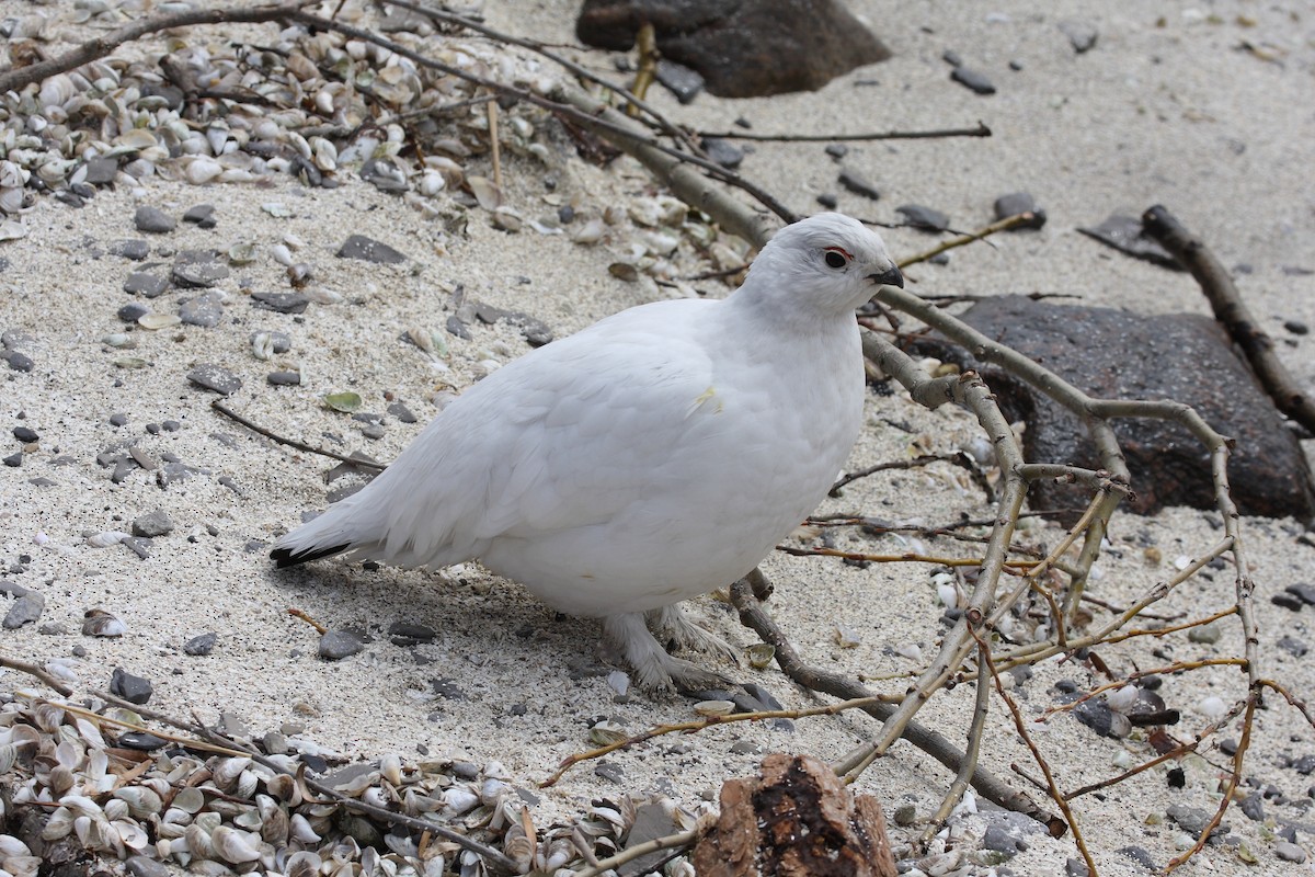 Willow Ptarmigan - ML36288741