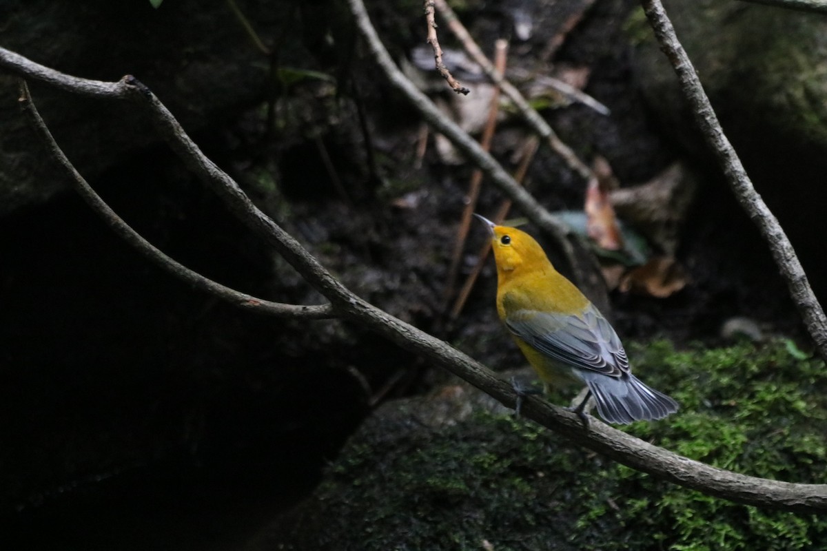 Prothonotary Warbler - ML362887711