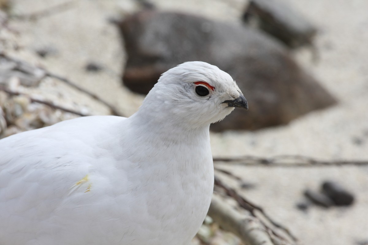 Willow Ptarmigan - ML36288791