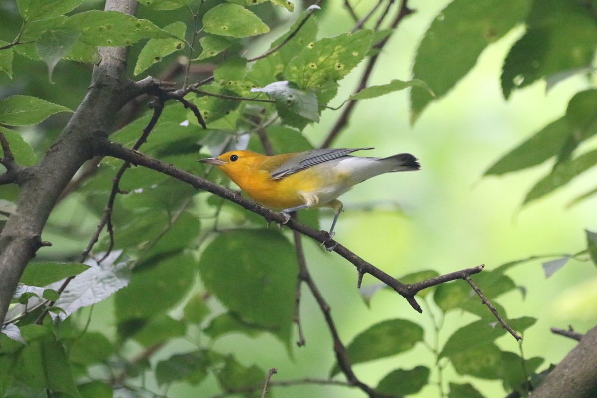 Prothonotary Warbler - ML362887971
