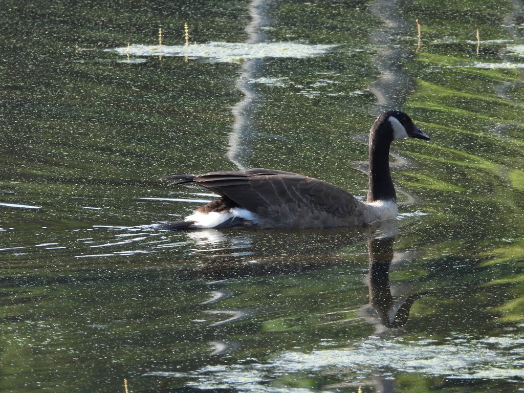 Canada Goose - ML362888671