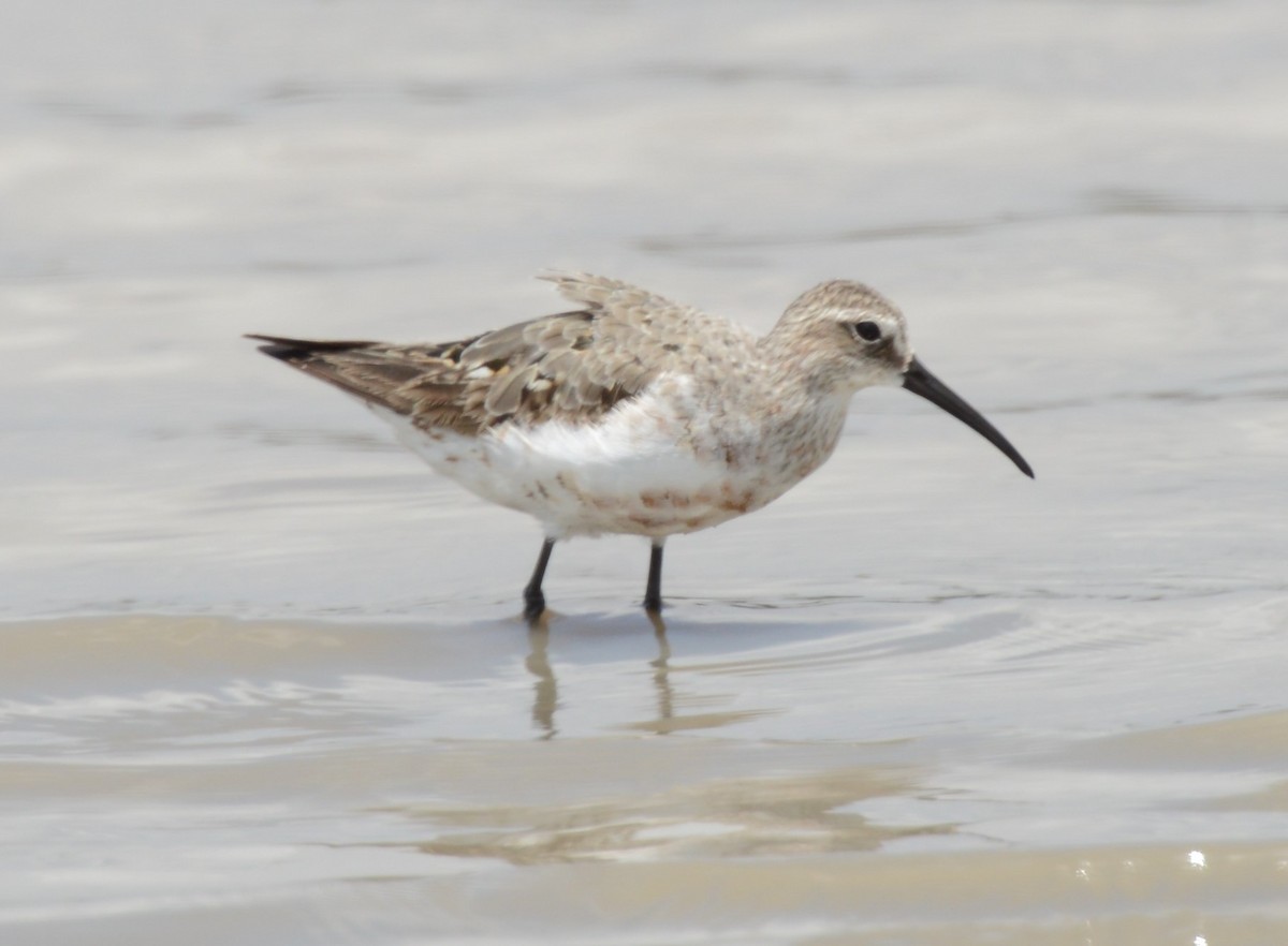 Curlew Sandpiper - ML362889601