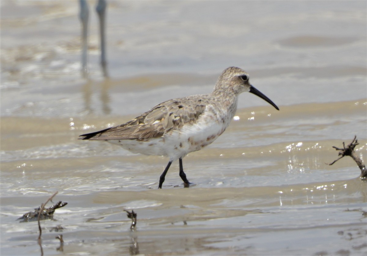 Curlew Sandpiper - ML362889721