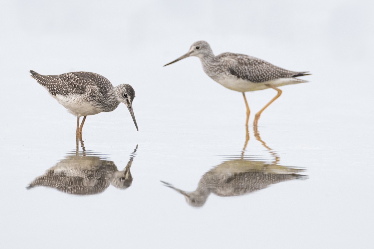 Greater Yellowlegs - Paul Jones