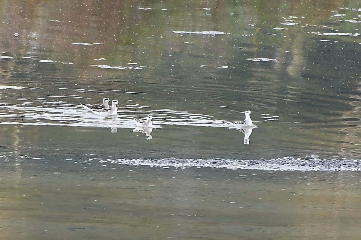 Red-necked Phalarope - MJ OnWhidbey