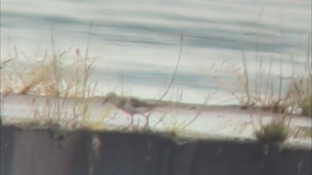 Western/Semipalmated Sandpiper - ML362892321