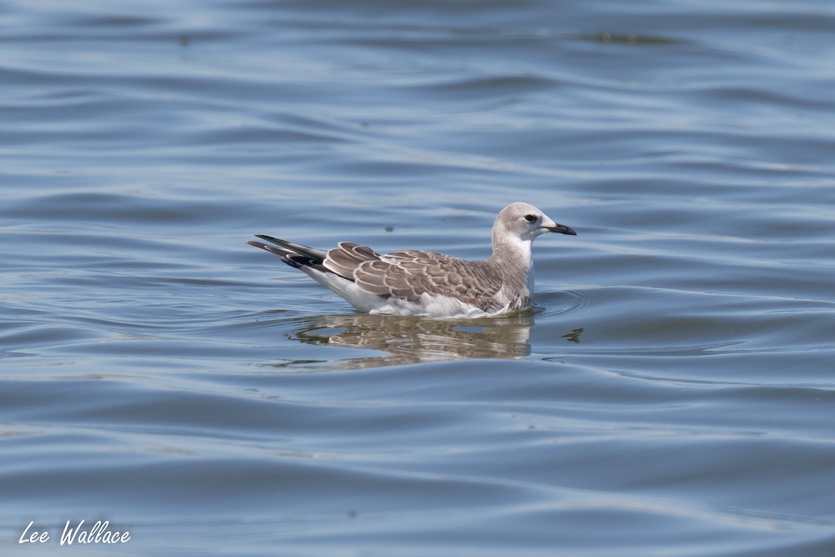 Sabine's Gull - Lee Wallace