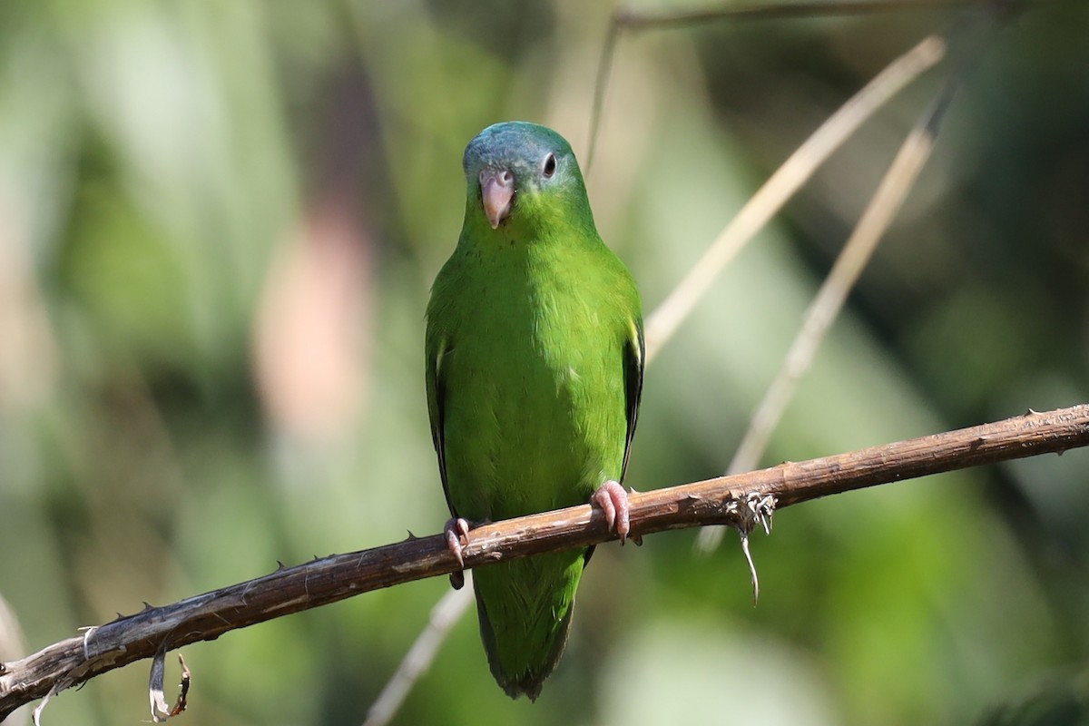 Amazonian Parrotlet - ML362895791