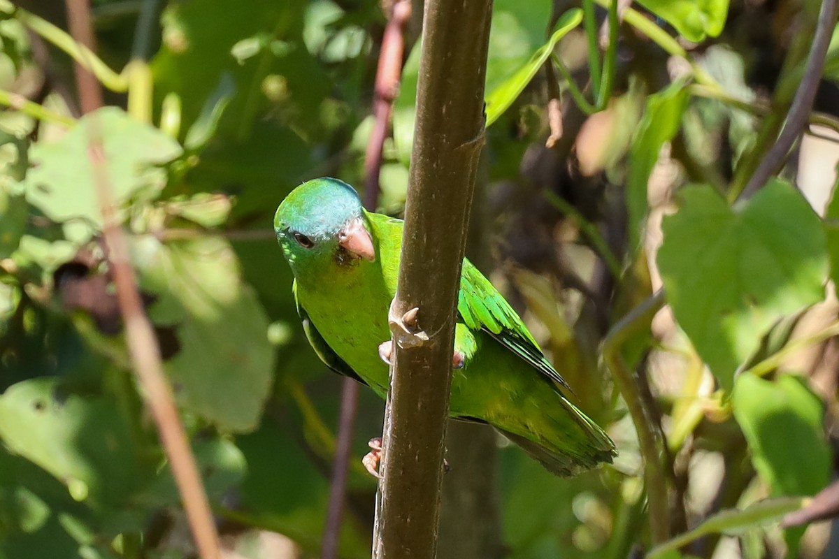Amazonian Parrotlet - ML362895811