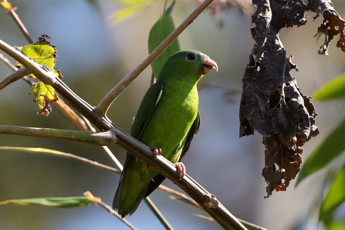 Amazonian Parrotlet - ML362895821