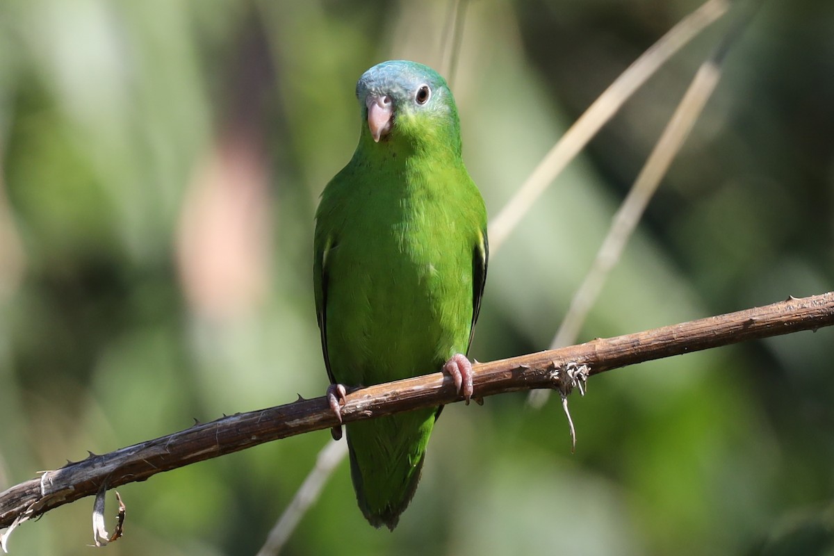 Amazonian Parrotlet - ML362895851
