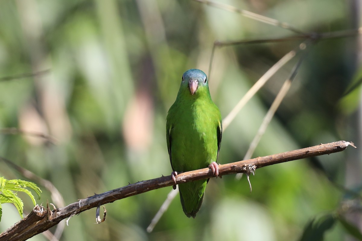 Amazonian Parrotlet - ML362895871