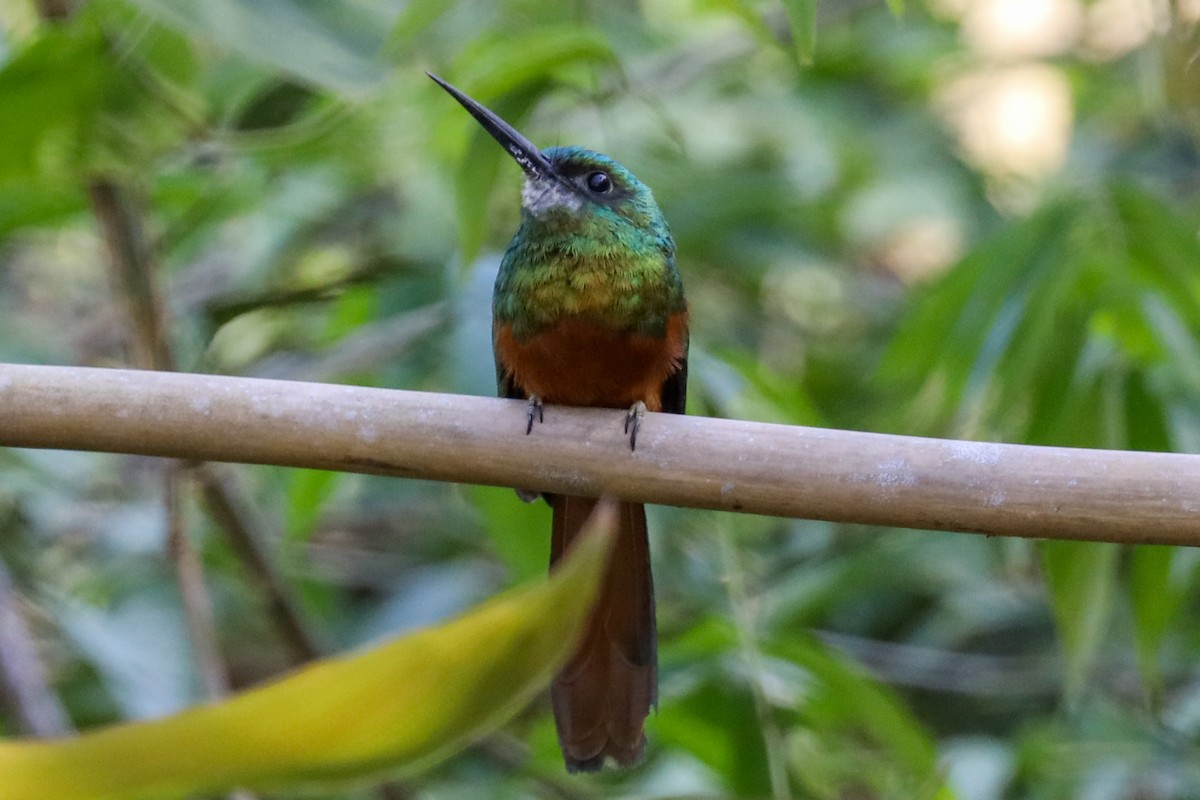 Jacamar à couronne bleue - ML362896991