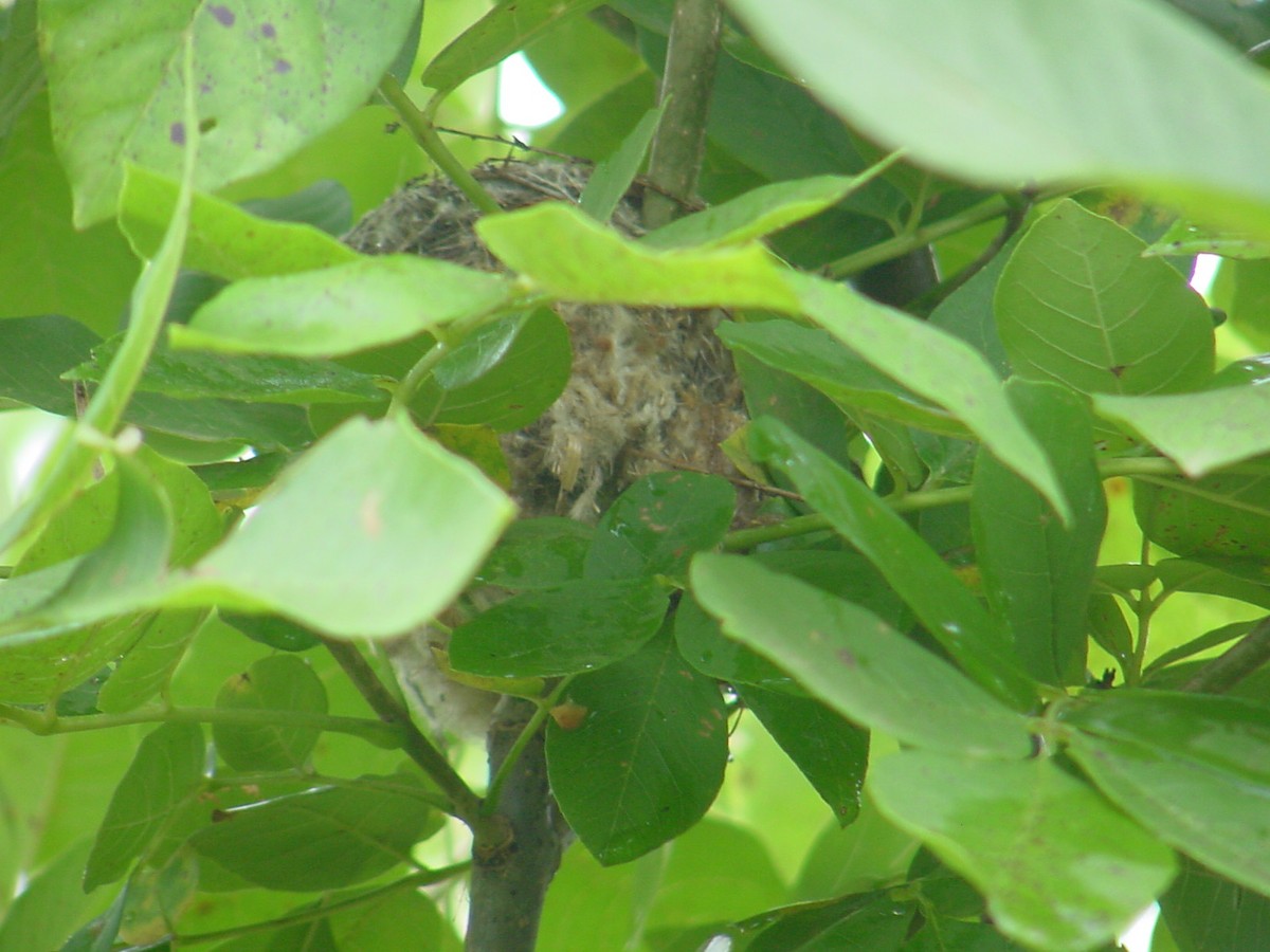 American Goldfinch - ML362898981