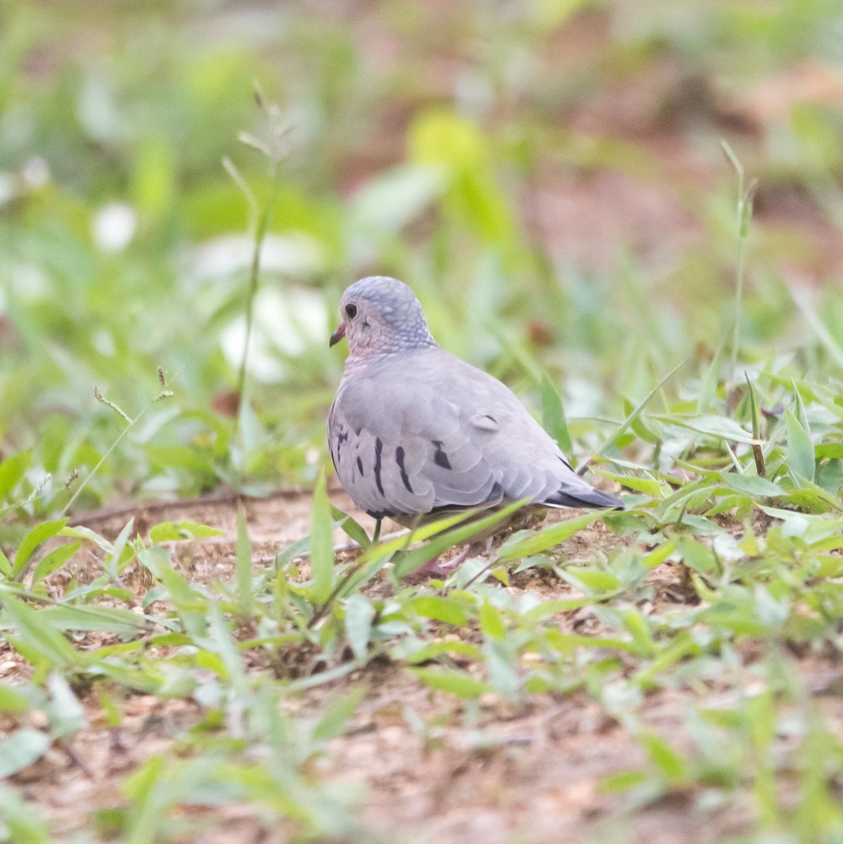 Common Ground Dove - ML362900301