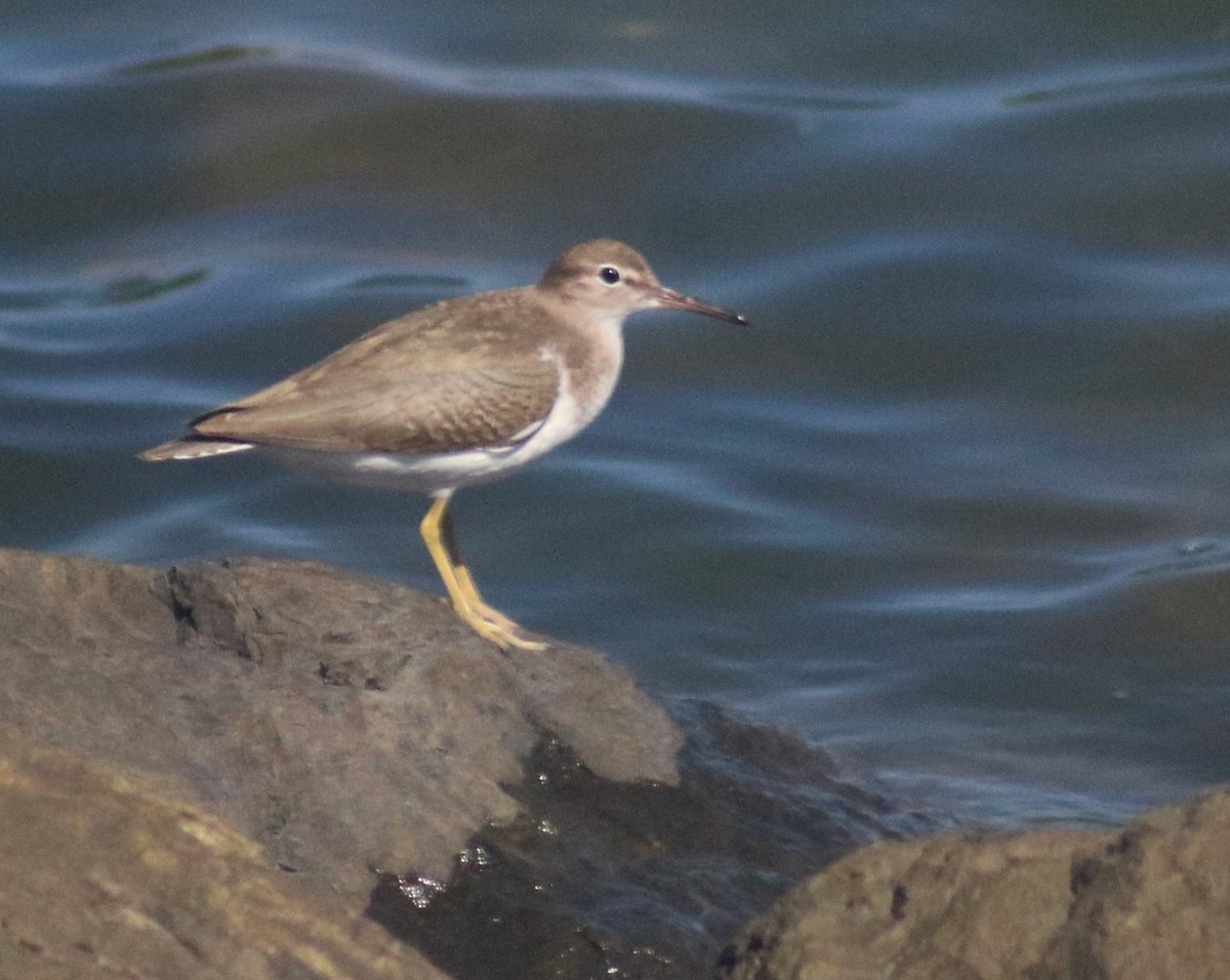 Spotted Sandpiper - ML36290101
