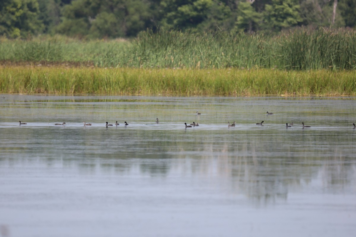 American Coot - Ron Sempier