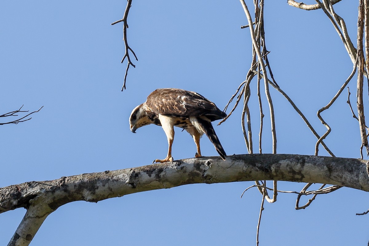 Gray-lined Hawk - ML362901411