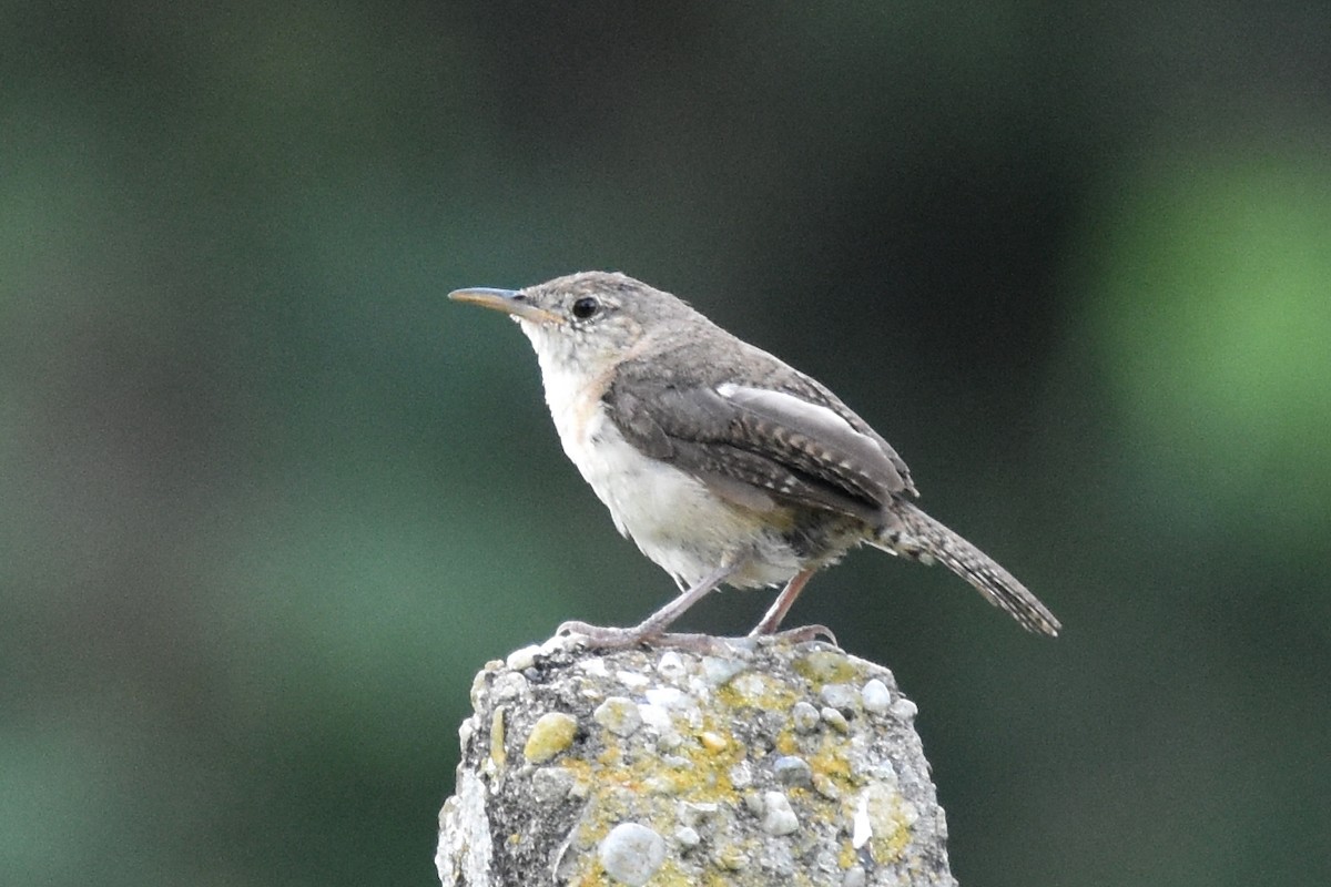 House Wren - ML362902681