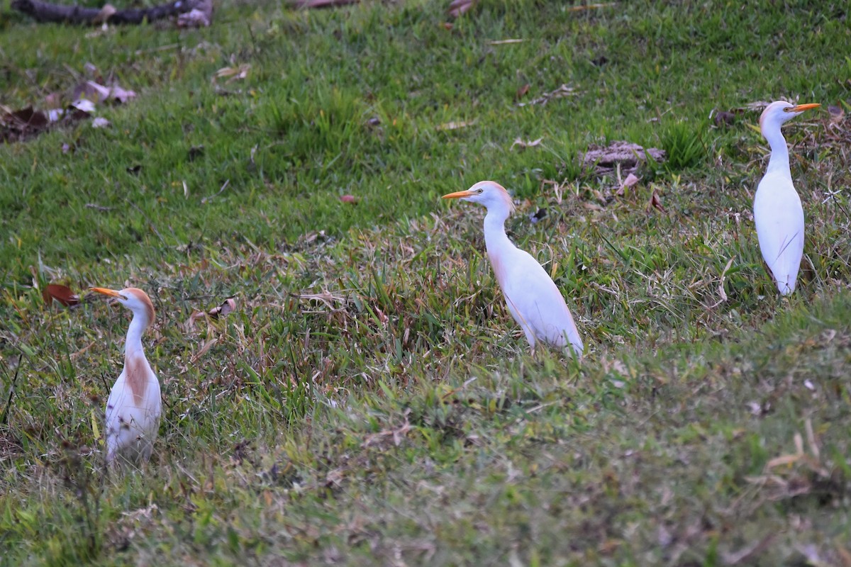 Western Cattle Egret - ML362902691