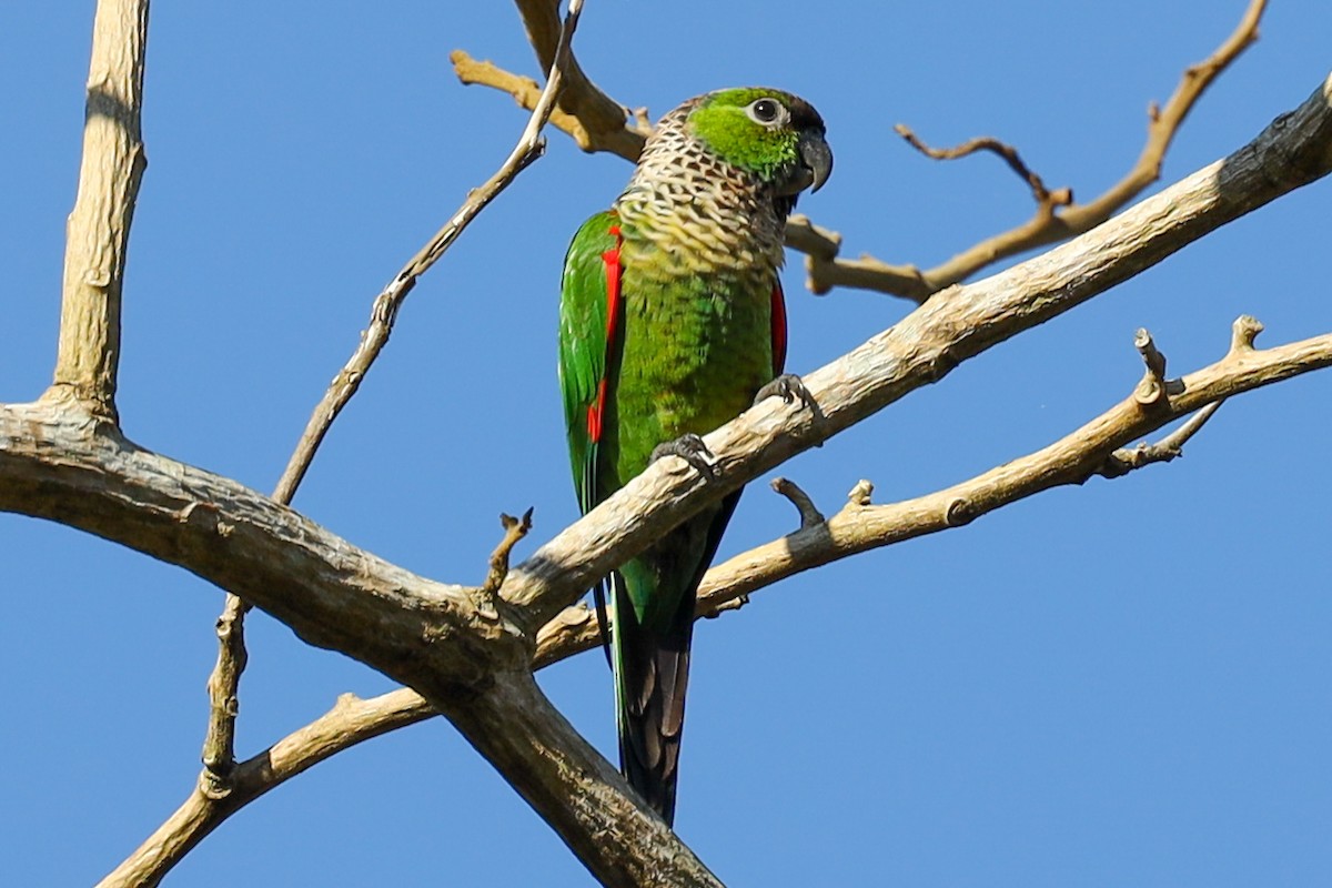 Black-capped Parakeet - Ian Thompson