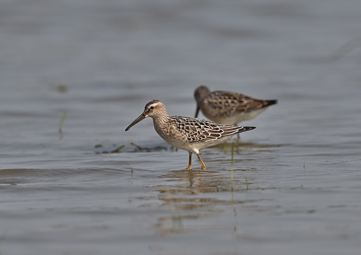 Stilt Sandpiper - ML362904701