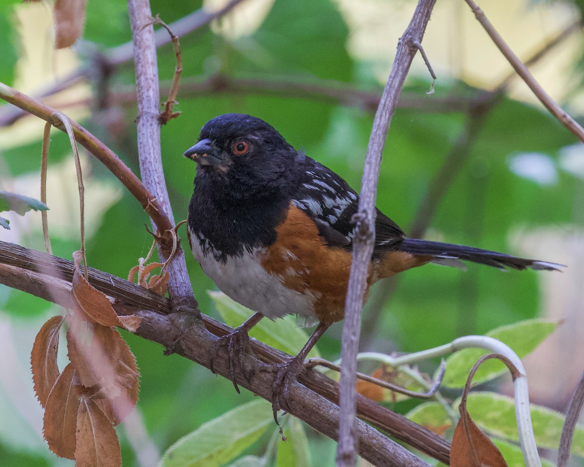 Spotted Towhee - ML362905221
