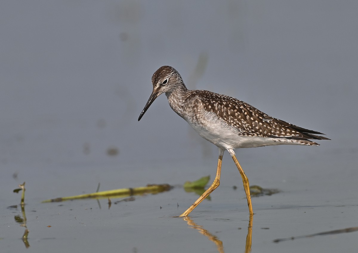 Lesser Yellowlegs - André Lanouette