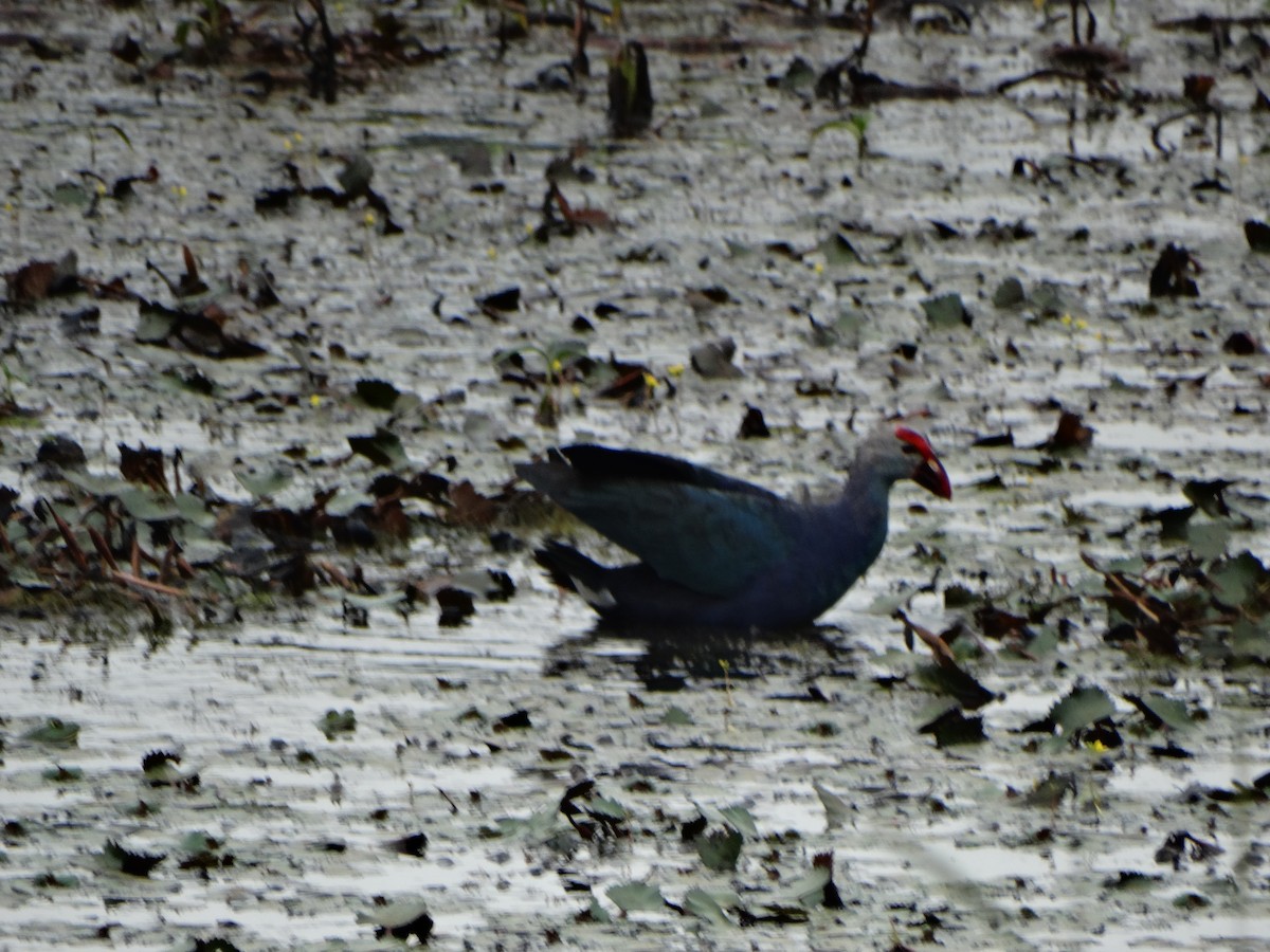 Gray-headed Swamphen - Paul Bartlett