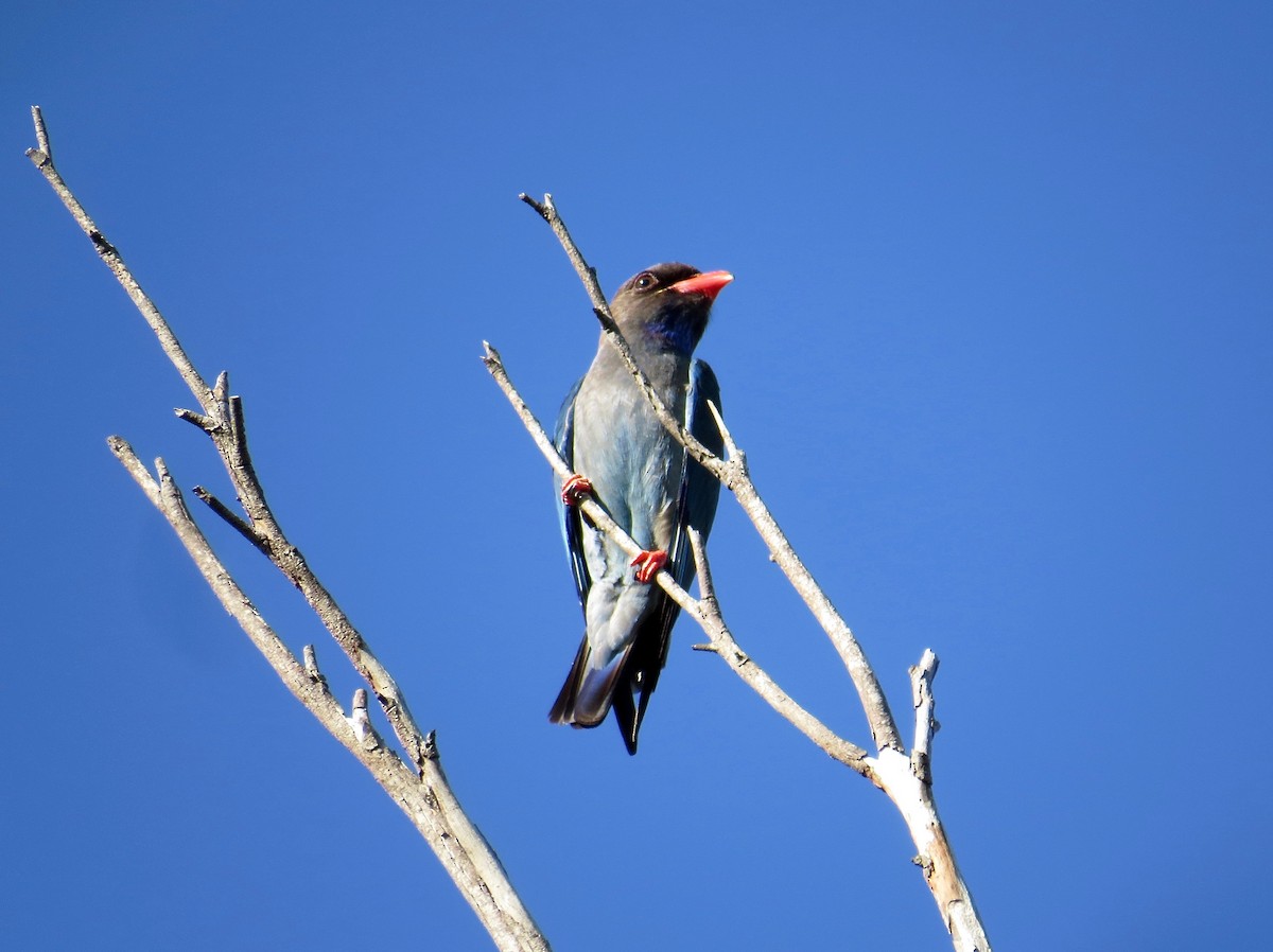 Dollarbird - ML36291021