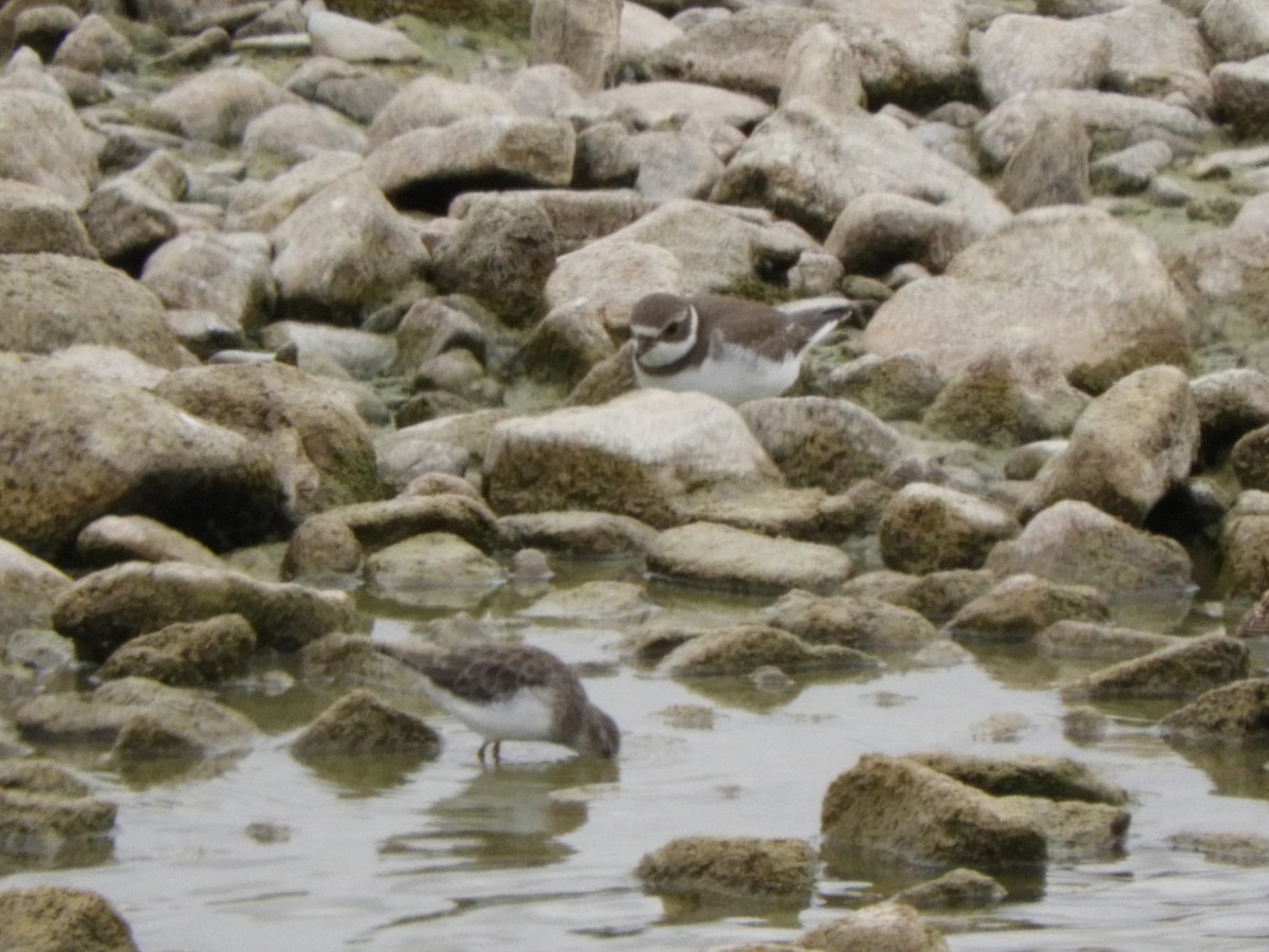 Semipalmated Plover - ML362910271