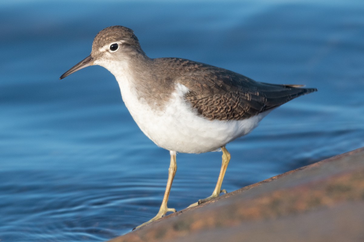 Spotted Sandpiper - ML362910901